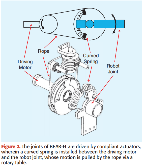 joints-of-bear-h.png